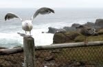 Sea Gull Landing on a Post