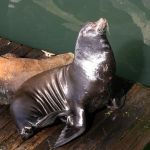 Sea Lion Sunning and Scratching