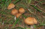 Brown Capped Mushrooms