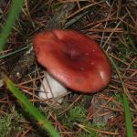 Red Capped Mushroom