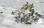 Plant in Snow
