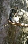 Squirrel eating Nut