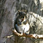 Squirrel eating Nut