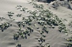 Plants in Sand