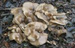 Clump of Brown Mushrooms