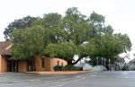 California Pepper Tree in San Juan Bautista, CA