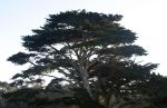 Dead Cypress Tree near Monterey, CA