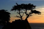 Cypress Tree near Monterey
