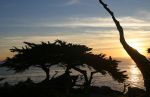 Cypress Tree near Monterey, CA