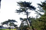Cypress Tree near Monterey, CA