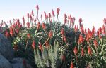 Aloe Plant and Monterey Bay