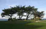 Cypress Tree near Monterey