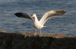 Sea Gull Stretching Wings