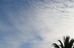 Cirrus Clouds over Palm Tree