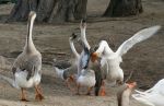 Goose Fight