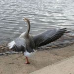 Greylag Goose Flapping its wings
