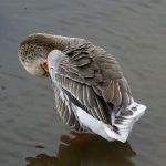 Greylag Goose Preening