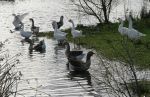 Assorted Geese in Pond