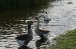 Geese in Pond
