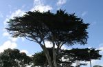 Cypress Trees near Monterey, CA