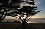 Cypress Trees near Monterey