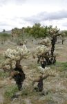 Cholla Cactus in Arizona