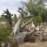 Cactus, Dead Trees and Rock Garden