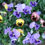 Yellow and Blue Pansies