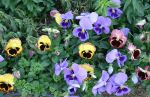 Yellow and Blue Pansies