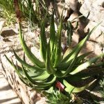 Aloe Cactus