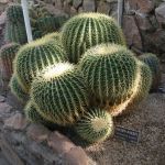 Other Cactus