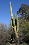Seguaro Cactus