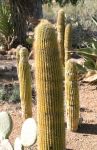 Young Seguaro Cactus