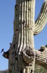 Birds Nesting in Seguaro Cactus