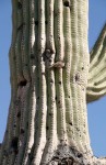 Birds Nesting in Seguaro Cactus