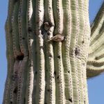 Birds Nesting in Saguaro Cactus