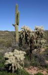 Cholla and Seguaro Cactus