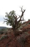 Weathered Old Juniper Pine
