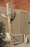 Seguaro Cactus Skeleton