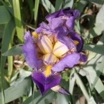 Yellow and Purple Iris