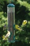 Yellow Finches