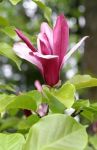 Magnolia x Ann blossom?