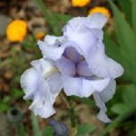 Light Blue Iris