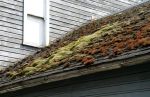 Colorful Moss on Roof