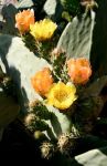 Yellow and Orange Prickly Pear Flowers