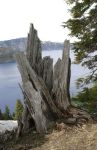 Dead Tree Stump at Crater Lake