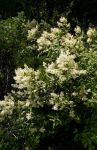 White Flowering Tree or Large Bush