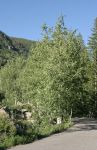 Aspen Trees near Aspen