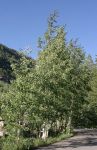 Aspen Trees near Aspen