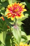 Yellow and Red Zinnia